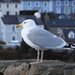 Herring Gull in Newquay