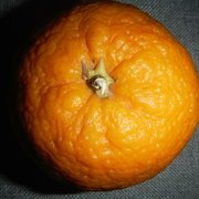 8th Mar 2022 - Orange, um, Orange