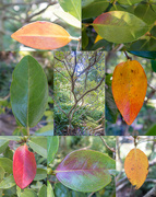 1st Feb 2022 - All the leaves from 1 tree