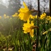 Green Park daffs  by boxplayer