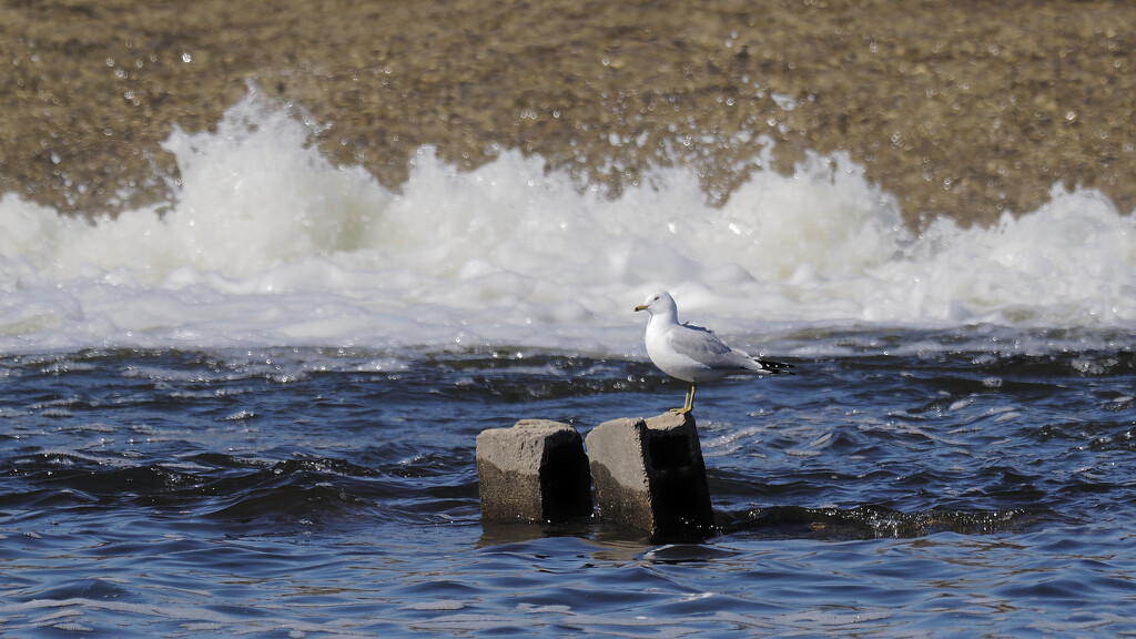 ring-billed gull in front of the dam by rminer