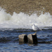 ring-billed gull in front of the dam by rminer