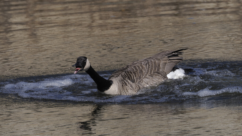 Canada goose squaking  by rminer