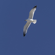 8th Mar 2022 - Ring-billed gull in flight