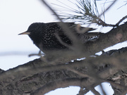 8th Mar 2022 - European starling