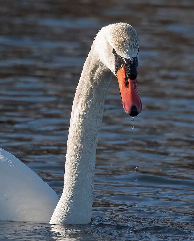 Another swan shot by mccarth1