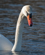 7th Mar 2022 - Another swan shot