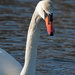 Another swan shot by mccarth1