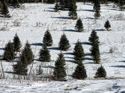 8th Mar 2022 - Tree Farm in snow