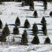 Tree Farm in snow by joansmor