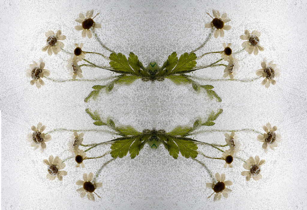 Frozen Flower Mirror by pdulis