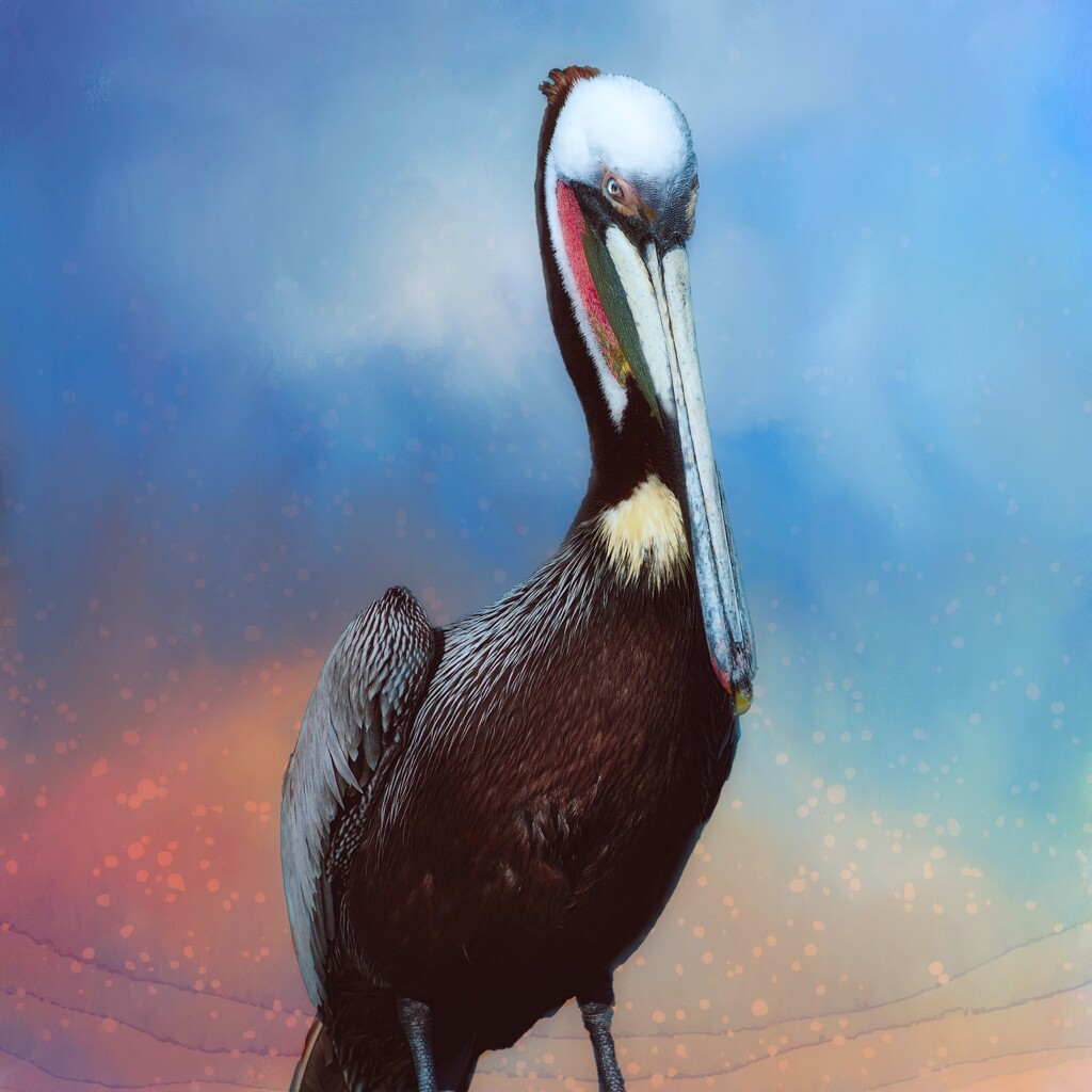 Pelican  by joysfocus