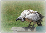 9th Mar 2022 - Cape Vulture 