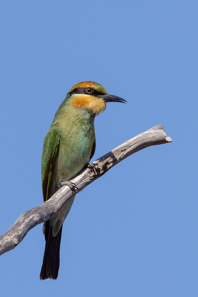 Rainbow bee-eater by flyrobin