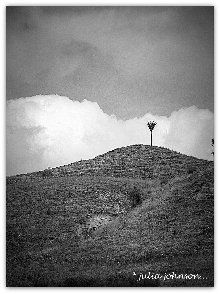 One Nikau Hill.. by julzmaioro