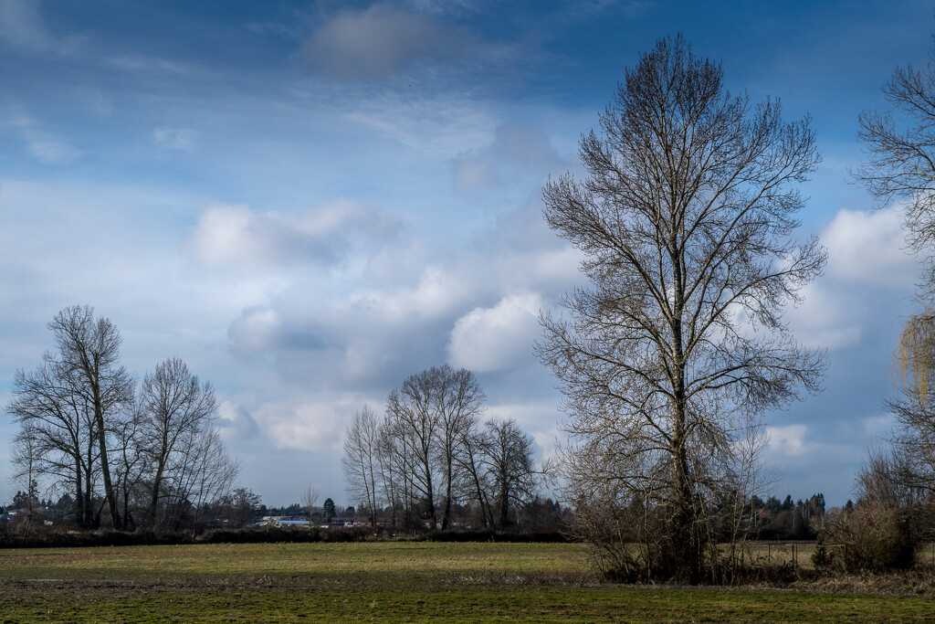 Bare Trees by cdcook48