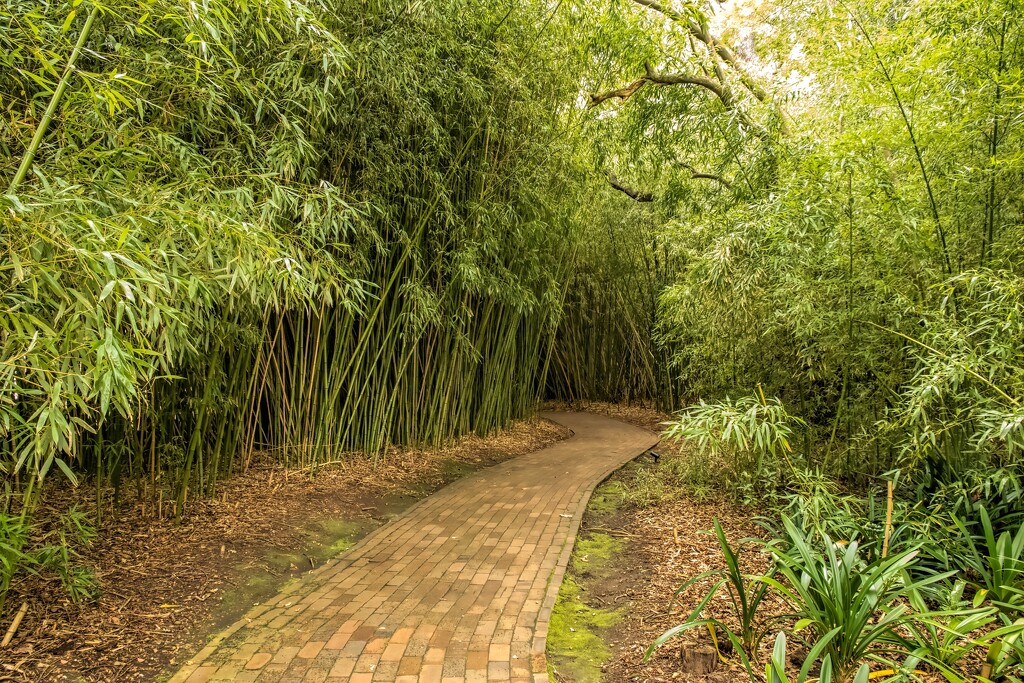 A path through the Bamboo forest by ludwigsdiana