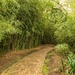 A path through the Bamboo forest by ludwigsdiana