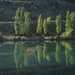 Lake Dunstan poplars by dkbarnett