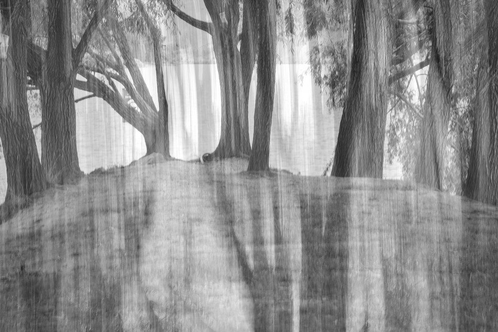 Trees and lake by dkbarnett