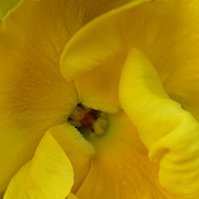9th Mar 2022 - the centre of a small yellow pansy