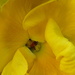 the centre of a small yellow pansy by quietpurplehaze