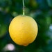 lemon by blueberry1222