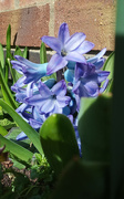 9th Mar 2022 - Spring . Hyacinth