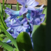 Spring . Hyacinth by 365projectorgjoworboys