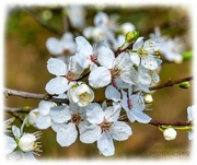 9th Mar 2022 - Spring Blossom
