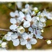 Spring Blossom by carolmw