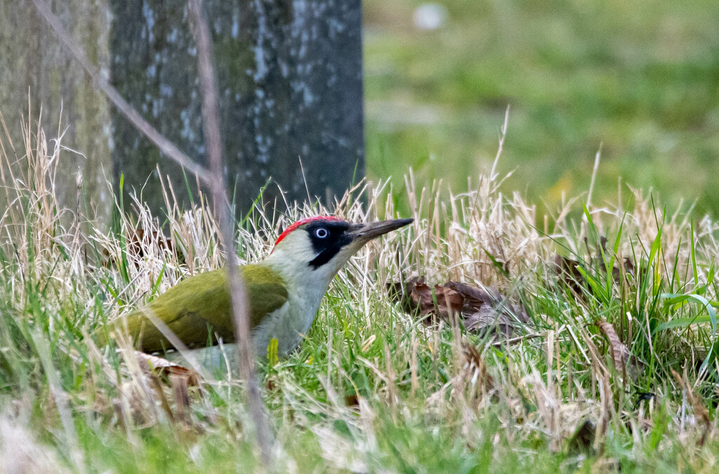 Green Woodpecker by stevejacob
