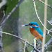 Kingfisher by stevejacob