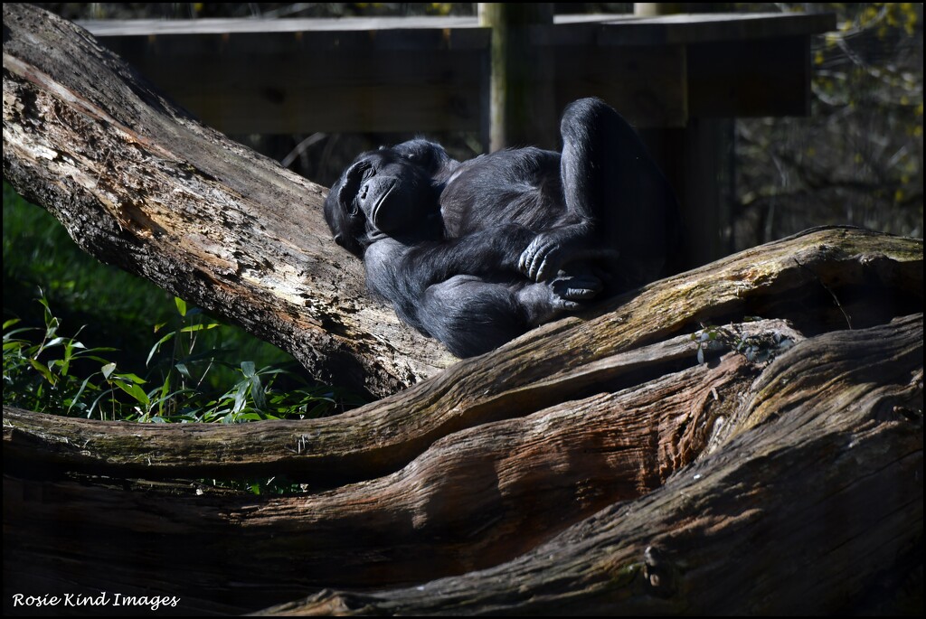 Sunbathing by rosiekind