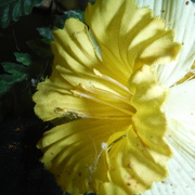 9th Mar 2022 - Yellow (Fake) Flower