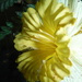 Yellow (Fake) Flower by spanishliz