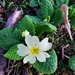 Primrose - a sign of Spring. by plainjaneandnononsense