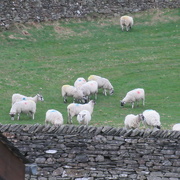 9th Mar 2022 - sheep back in the field