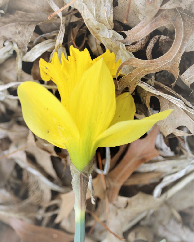 March 9: Downed Daffodil by daisymiller