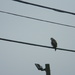 Hawk on Wire by sfeldphotos