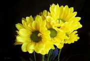 9th Mar 2022 - Sunshine Yellow