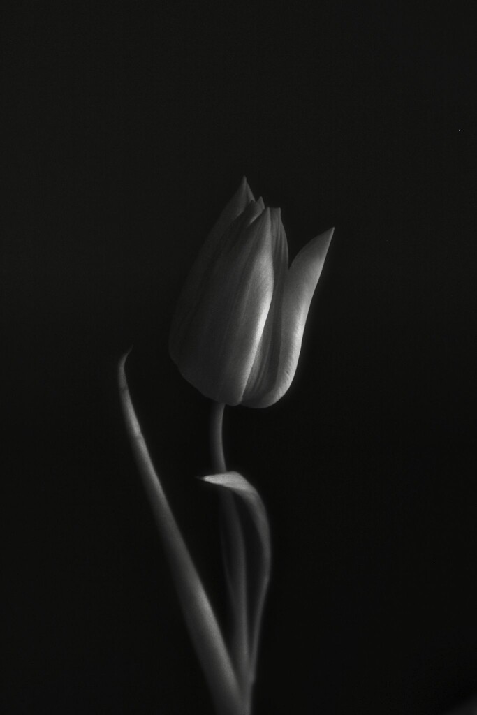 Tulip by judyc57