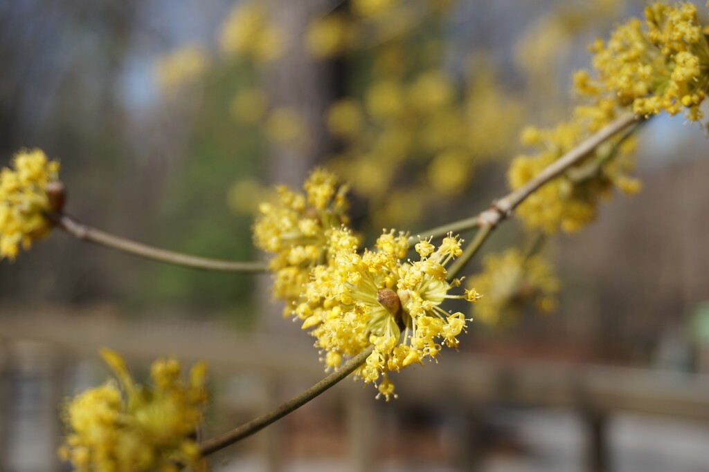 Spring Yellow by allie912