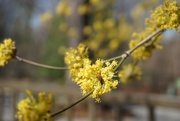 10th Mar 2022 - Spring Yellow