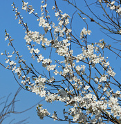 9th Mar 2022 - Blackthorn Blossom  