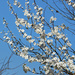 Blackthorn Blossom   by wendyfrost