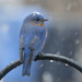 Snowy bluebird by mccarth1