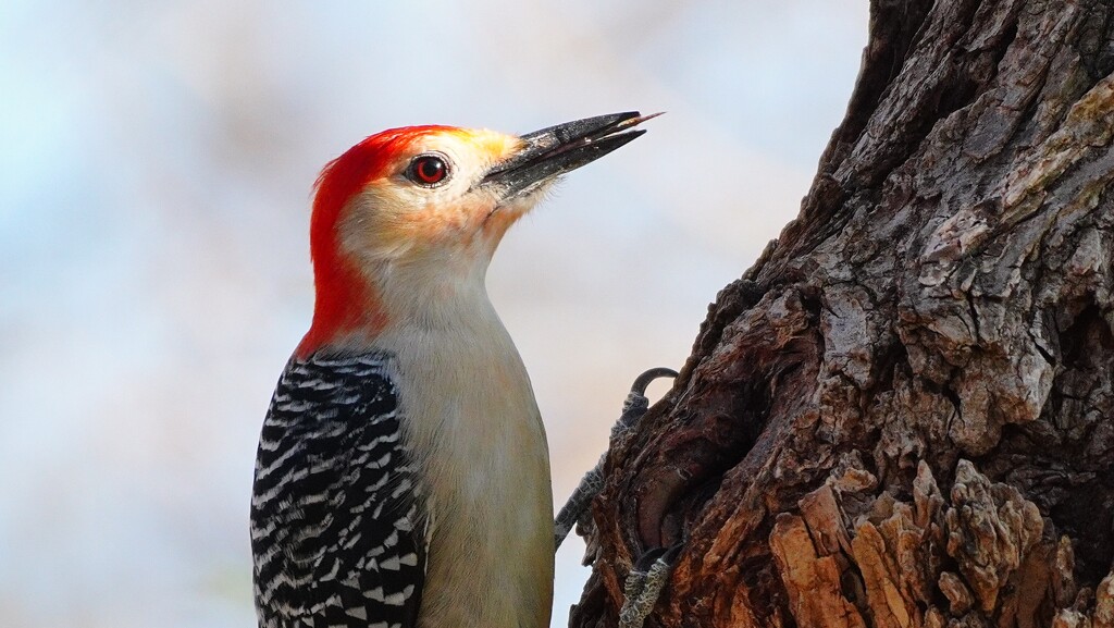 68-365 woodpecker by slaabs