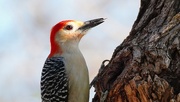 9th Mar 2022 - 68-365 woodpecker