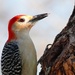 68-365 woodpecker by slaabs
